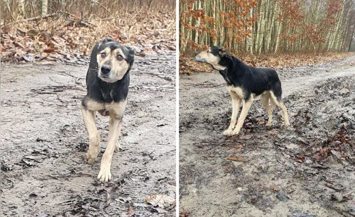 Pies, który utknął w lisiej norze