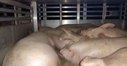 Tuczników za dużo o 7 ton. Przeładowana ciężarówka zatrzymana
