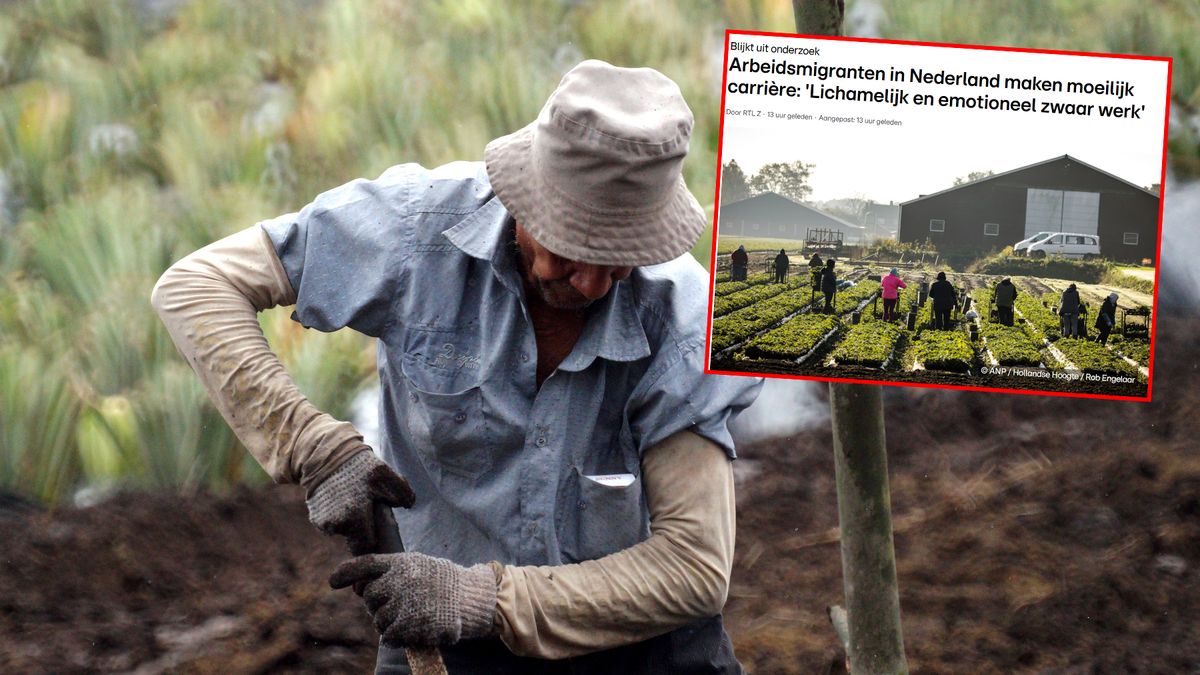 Czy Polacy w Holandii są szykanowani w pracy?