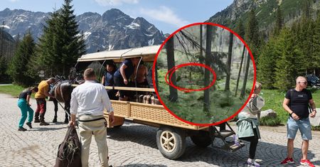 Niedźwiedź polował przy szlaku na Morskie Oko. Apel o uwagę