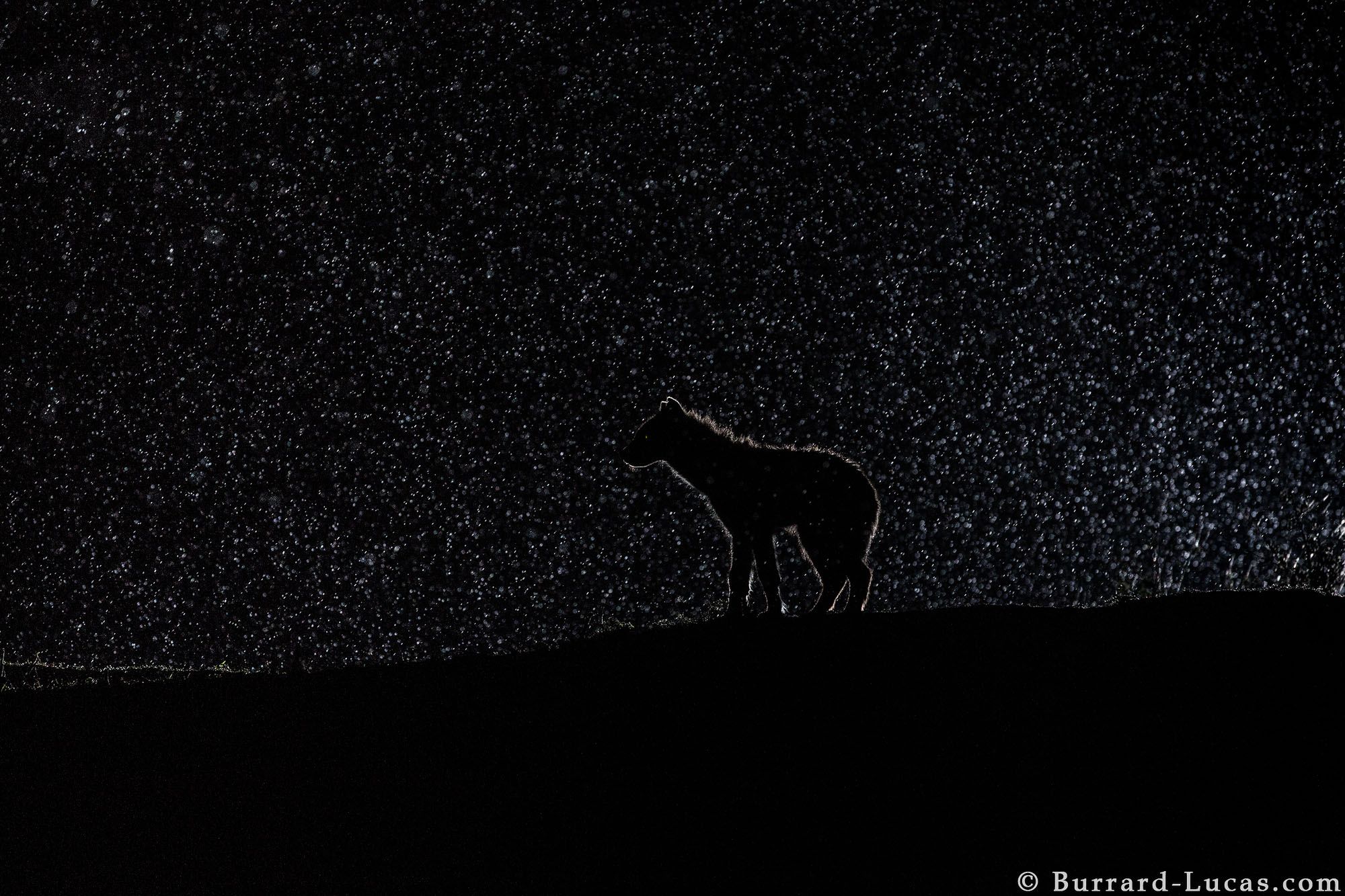 Nocne życie dzikich zwierzęt na tle rozgwieżdżonego nieba, czyli Will Burrard-Lucas i jego foto-pułapki 12