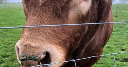 Byk chciał się podrapać. 800 domów zostało odciętych od prądu