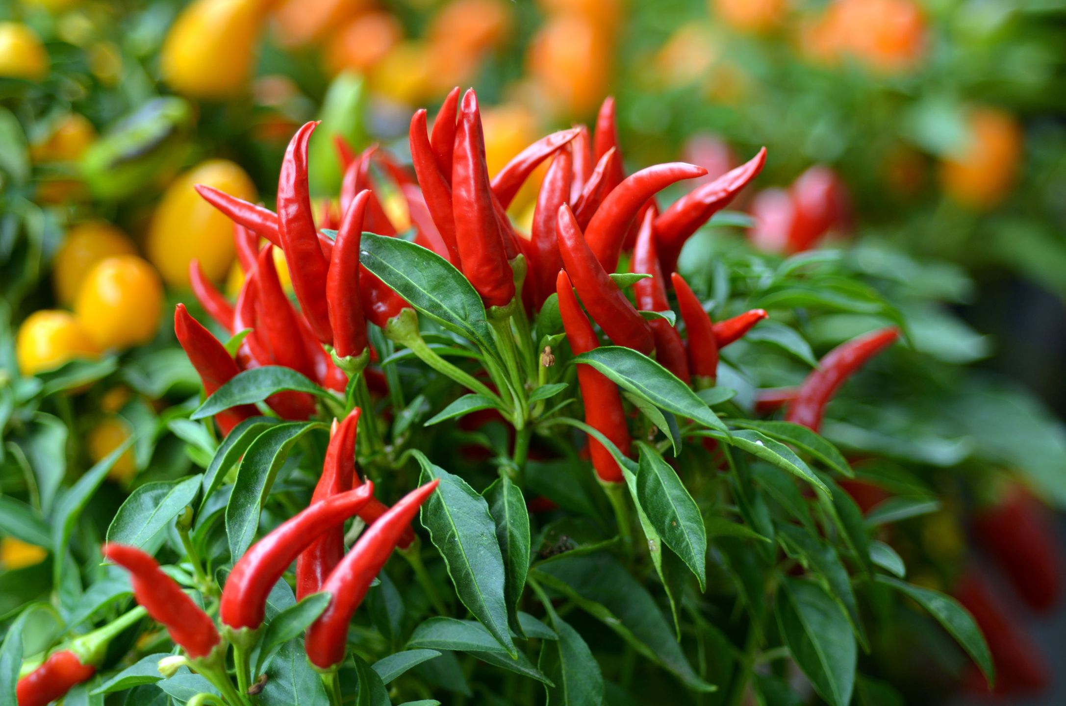 Chili