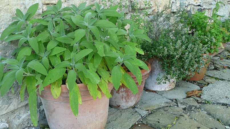 Zioła najprościej pozyskiwać ze stanowisk naturalnych