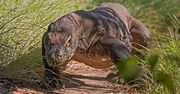 Warany z Komodo mają zęby pokryte warstwą żelaza