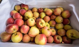 Niemieckie owoce tańsze niż polskie. Znamy różnicę w cenie