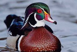 Warszawa. Wirus ptasiej grypy w zoo. Nie żyje kaczka karolinka