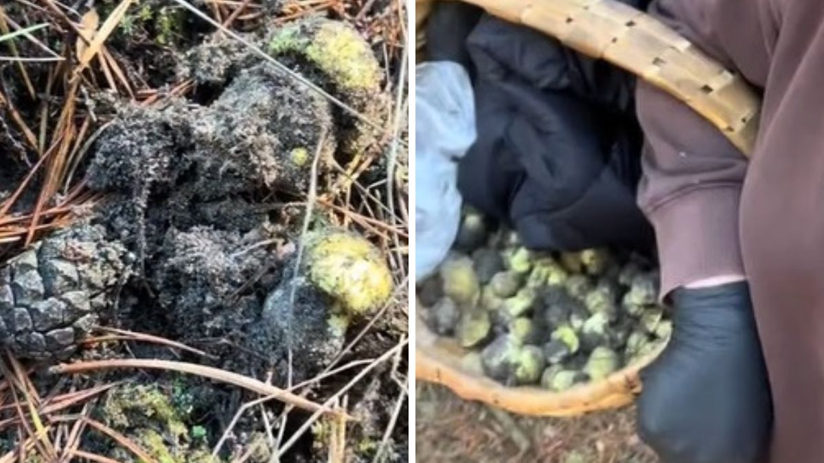 Tiktokerka poszła na grzyby. Z wrażenia zaniemówiła