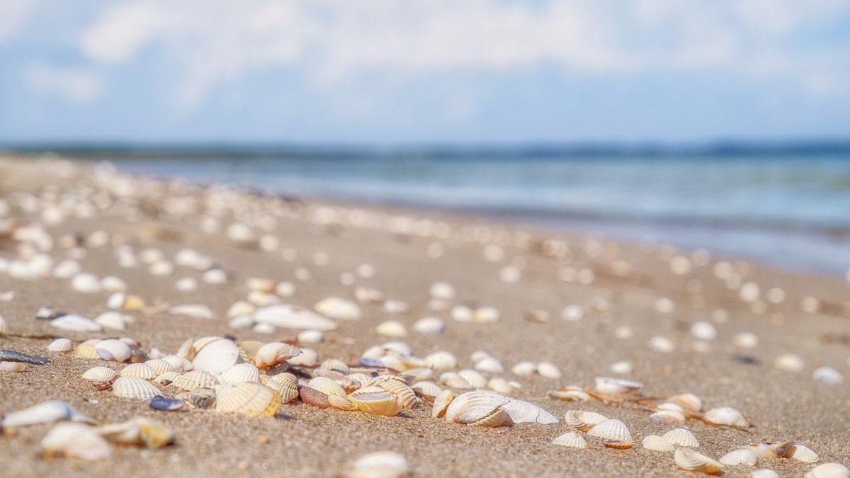 Zebranie małży przez dzieci okazało się dla mieszkanki Kalifornii kosztowną pomyłką.