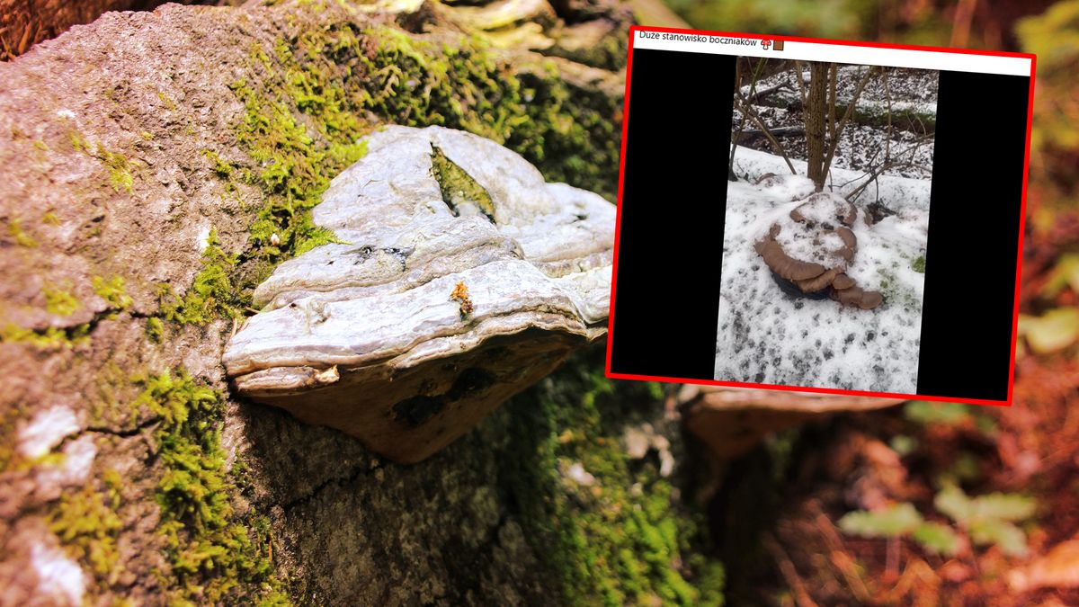 Niezwykłe znalezisko w lesie? Niekoniecznie