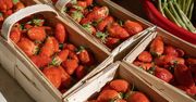 Pojawiły się pierwsze polskie truskawki. Jak odróżnić je od tych z innych krajów?