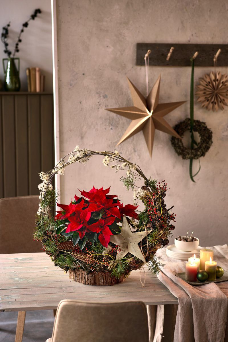 Gwiazdy zwiastują Boże Narodzenie