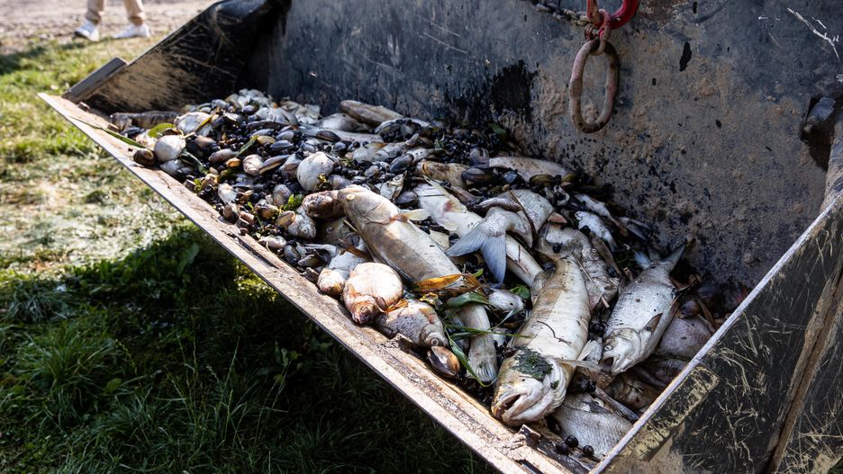 Zatrucie Odry. Niemcy "zaskoczone i zasmucone" krytyką z Polski