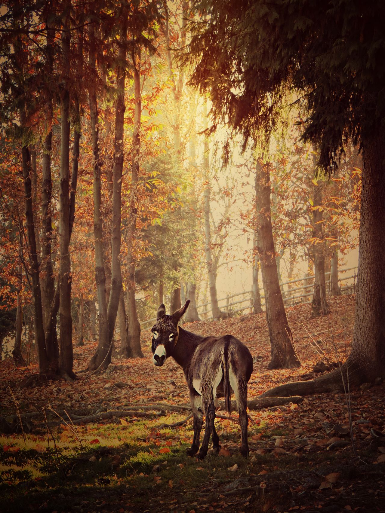 Totaro kocha fotografię tak samo mocno, jak zwierzęta, więc od razu zaczęła fotografować osły z sanktuarium. Początkowo robiła to w przerwie obiadowej lub po godzinach pracy. Za pomocą swoich zdjęć Rachele chce obalić mit o tym, że osły to zwierzęta drugiej kategorii, gorsi kuzyni konia. Chce sprawić, aby przestały być kojarzone tylko ze swoim uporem i otępieniem.