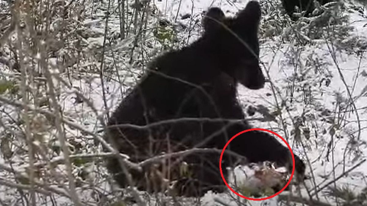 Nagrała go fotopułapka. Tym bawił się mały niedźwiadek 