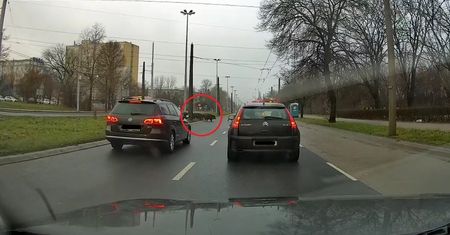 Stado dzików przy ruchliwej ulicy. Wszyscy się zatrzymali, aby przepuścić dziki