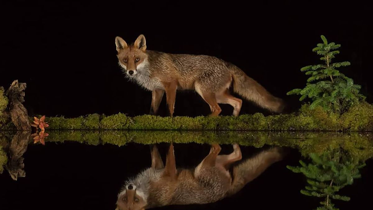 Wykopał basen w lesie. Chciał robić zdjęcia zwierząt w odbiciu 1