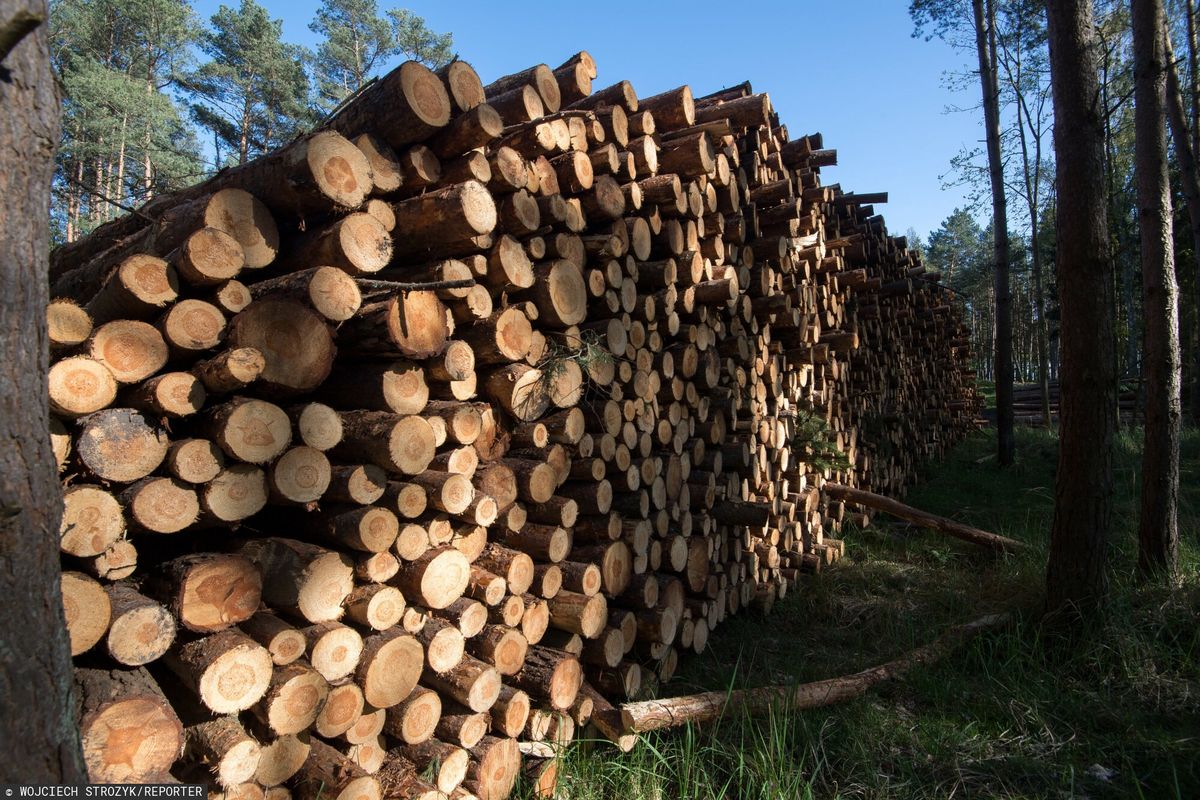 Expresan «prácticas de los bosques estatales».  «No podemos creerlo»