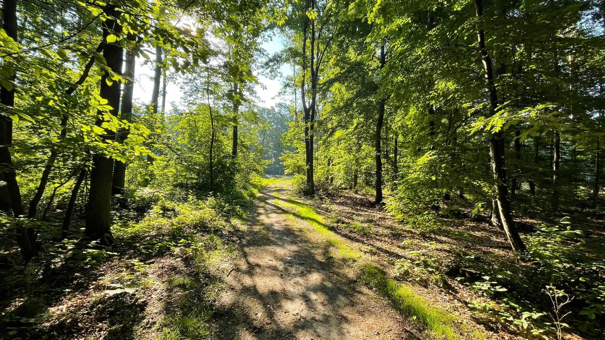 Pogoda Wrocław park las drzewa