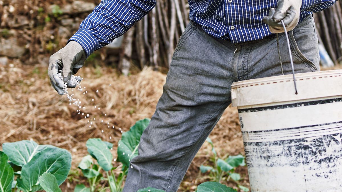 Ziemia okrzemkowa jest idealnym rozwiązaniem na szkodniki w ogrodzie