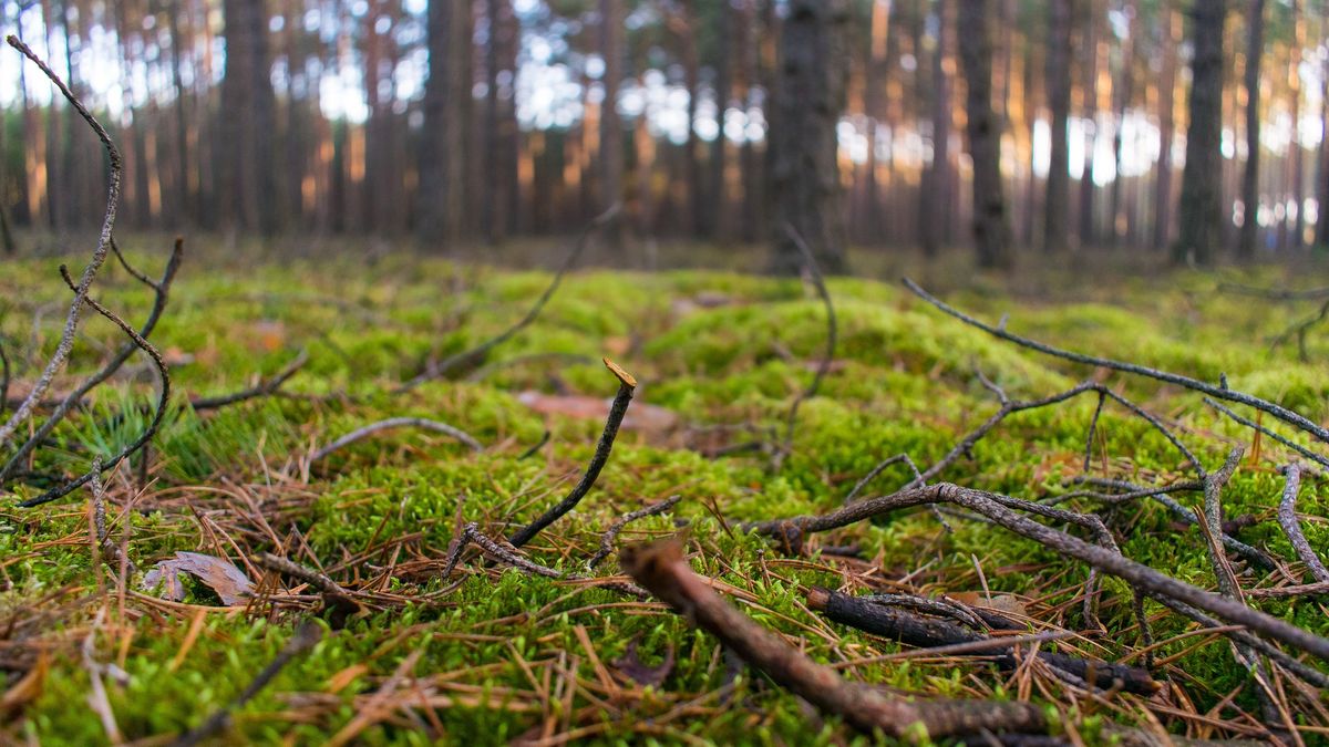 Kleszcze znowu są aktywne 