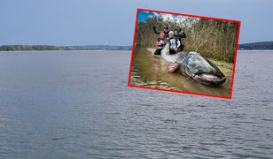 Nowy rekord świata. Sum gigant. Polacy złowili potwora