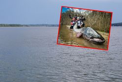 Nowy rekord świata. Sum gigant. Polacy złowili potwora