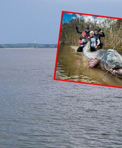 Nowy rekord świata. Sum gigant. Polacy złowili potwora