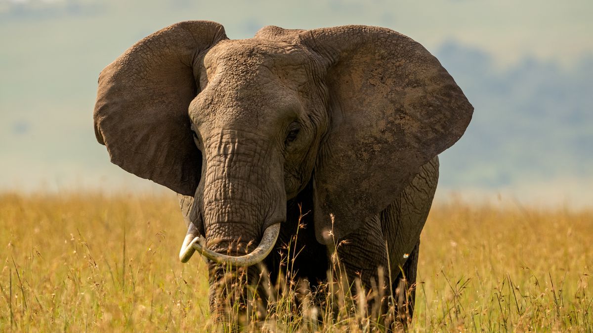 Słoń stratował turystę, który chciał zrobić sobie z nim zdjęcie (zdj. ilustracyjne)