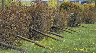 Kielce: Wycinka przy Łódzkiej. Start S74