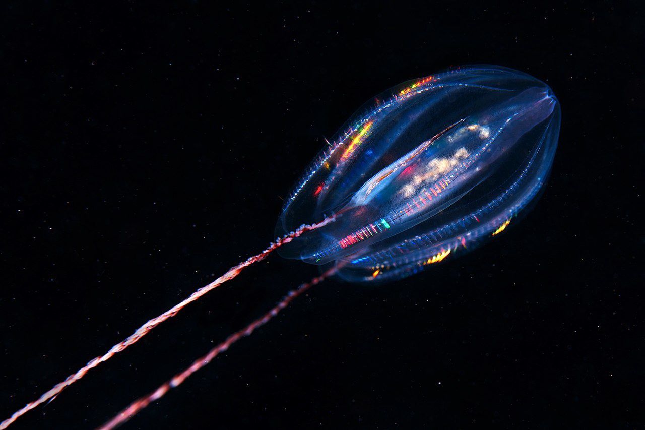 Comb jellies, not sponges, maybe the first ancestors of all animals, groundbreaking study reveals
