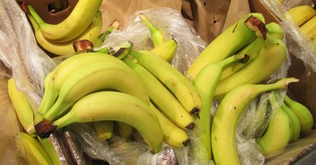 Nowe przepisy dotyczące bananów już obowiązują. Oto co się zmieniło