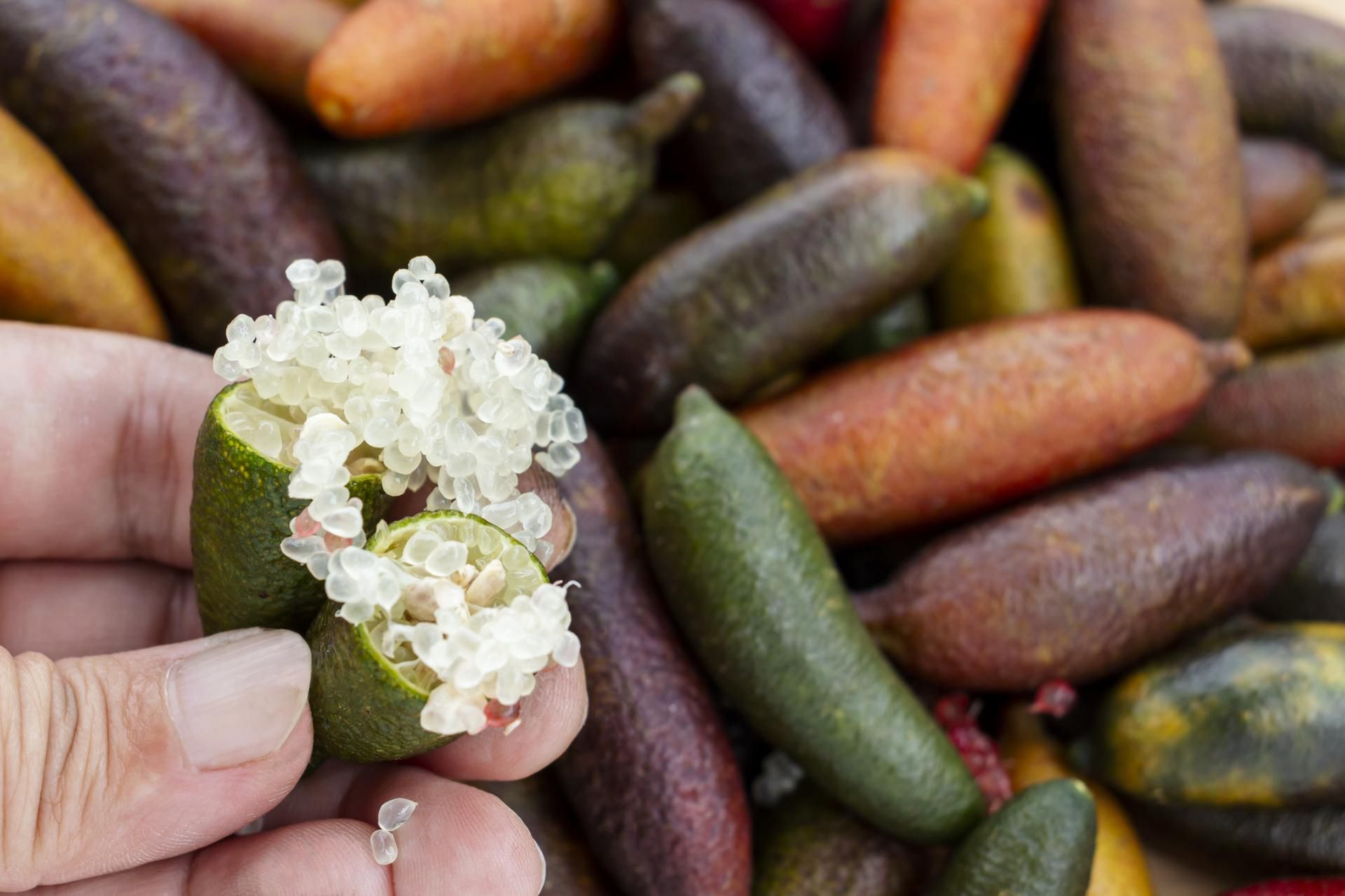 Caviar lime to owoc zaliczany do cytrusów