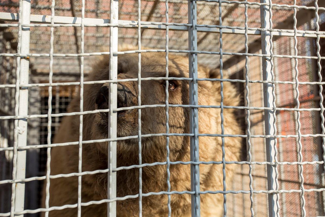 Ostatni mieszkańcy "najgorszego" zoo na świecie uwolnieni. Zdjęcia pokazują ich drogę do lepszego życia