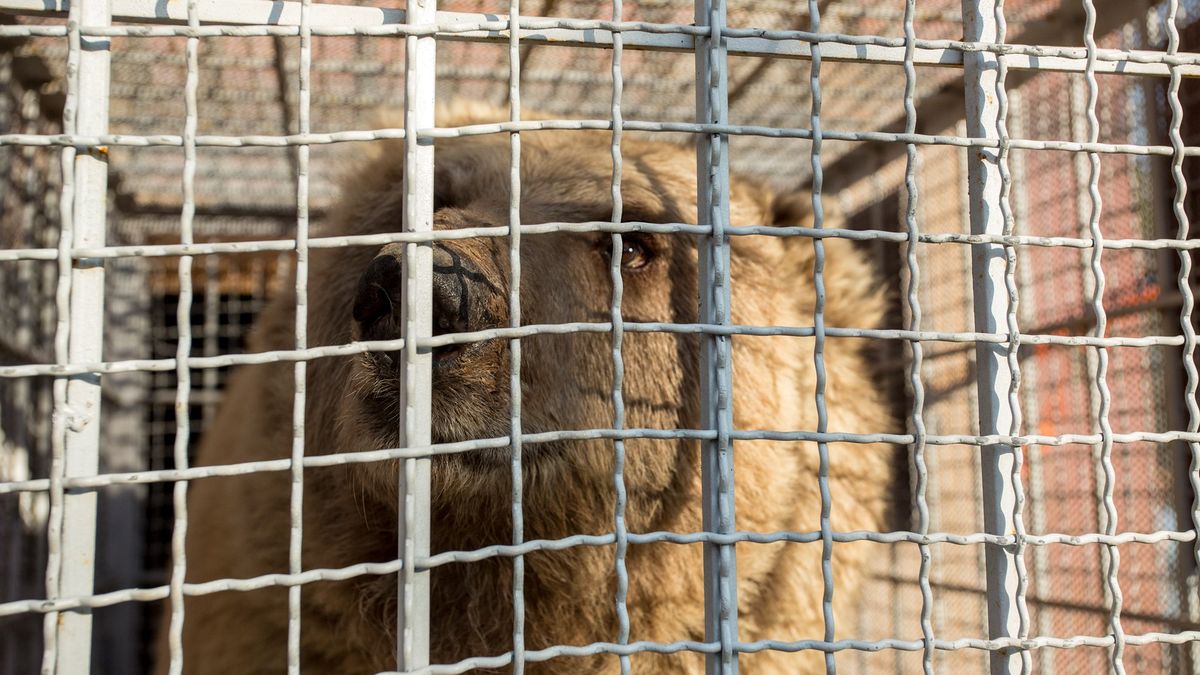 Ostatni mieszkańcy "najgorszego" zoo na świecie uwolnieni. Zdjęcia pokazują ich drogę do lepszego życia 1