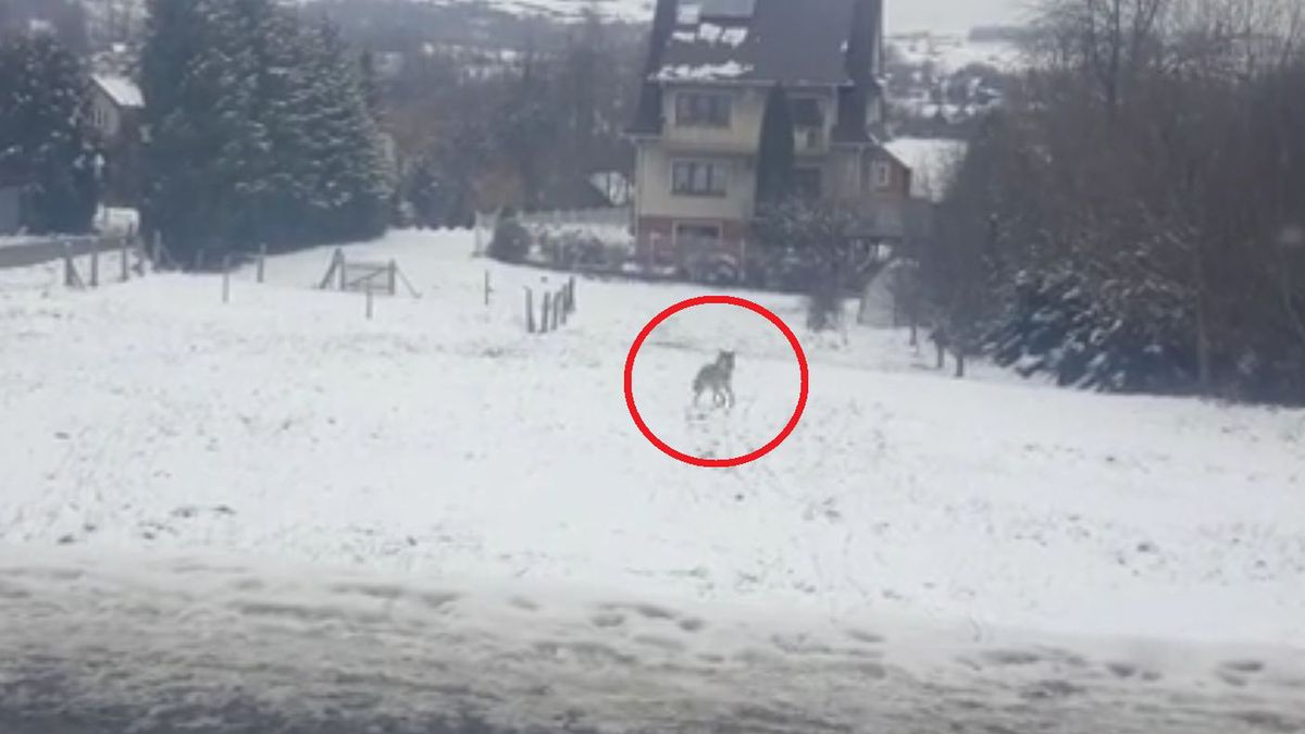 Wilk biegał po osiedlu 