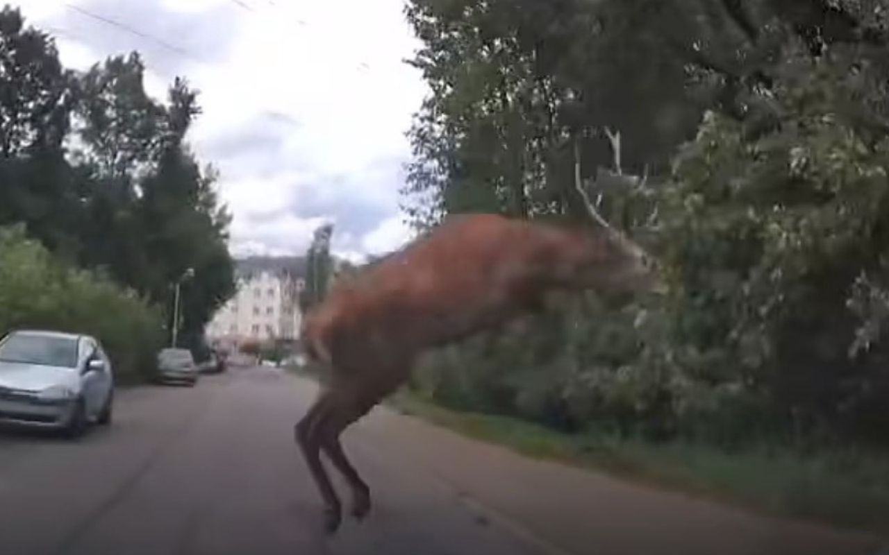 Nagranie z Rudy Śląskiej. "Wyskoczył taki osobnik"