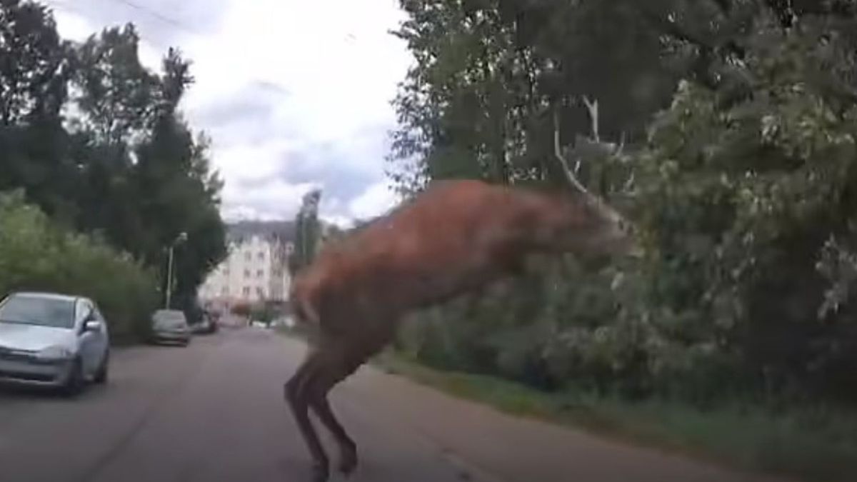 Nagranie z Rudy Śląskiej. Jeleń wyskoczył na drogę
