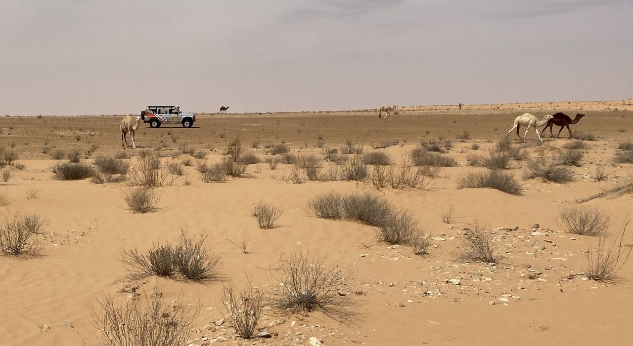 Jednym z większych zagrożeń na pustyni - poza brakiem paliwa - mogą być dzikie wielbłądy, które biegną na oślep, nierzadko prosto na samochód