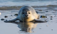 Foki wracają nad polski Bałtyk. Gdzie i kiedy je zobaczyć?
