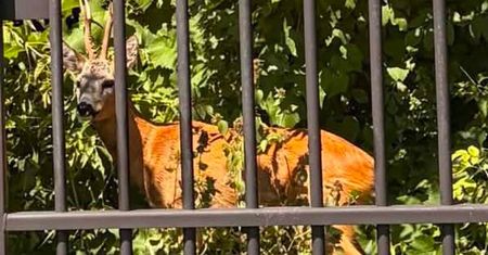 Młody jelonek utknął na cmentarzu żydowskim w Lublinie. Czytelnik prosi o pomoc służb