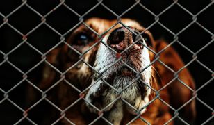 Warszawa. Wolontariusze poszukiwani. W Schronisku na Paluchu trwa nabór