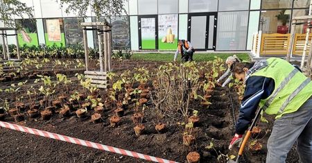 Wrocław. Przygotowania do jesiennych nasadzeń drzew i krzewów. Miasto wyda 3,5 mln zł
