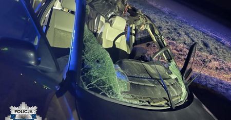 Łoś wyskoczył jej przed samochód. 19-latka trafiła do szpitala