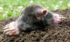 Wlej do kopca. Krety od razu uciekną z podwórka