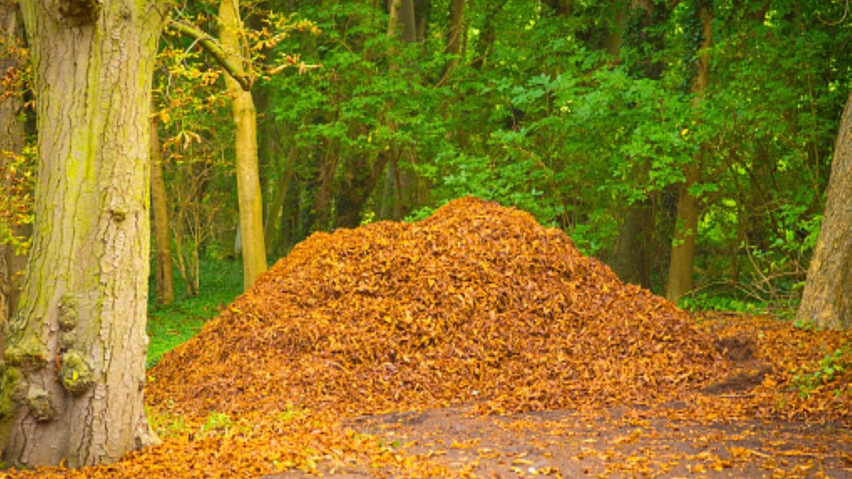 Uciekający przed funkcjonariuszami policji złodzieje postanowili ukryć się w... stosie liści (zdjęcie ilustracyjne)
