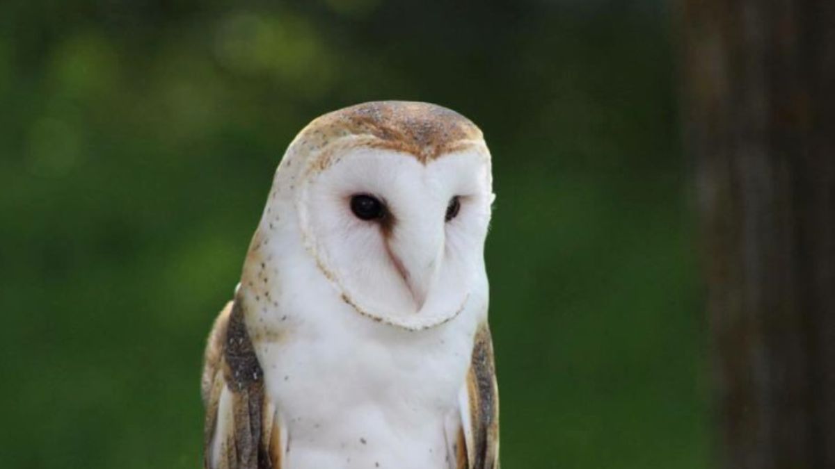 Sowa płomykówka zdjęcie poglądowe