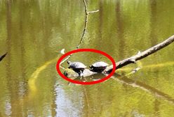 Turyści przecierają oczy. Plaga żółwi w zalewie