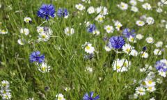 Katowice. Łąka zamiast elektrośmieci