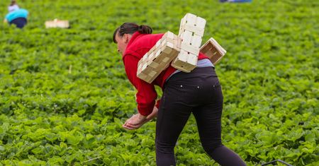 Pracuje na plantacji. "W Polsce żyję z tego, co zarobię w Niemczech"